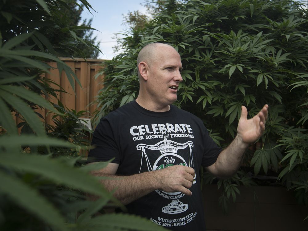 Neighbours fear another season of skunky odours from backyard cannabis ‘jungle’