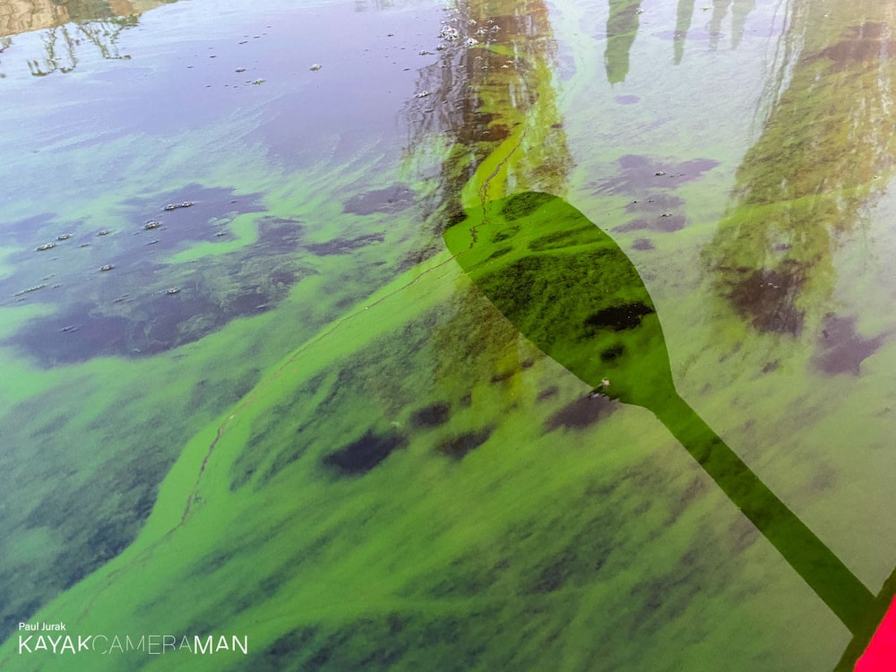 Blue-green algae breaks out in warm autumn