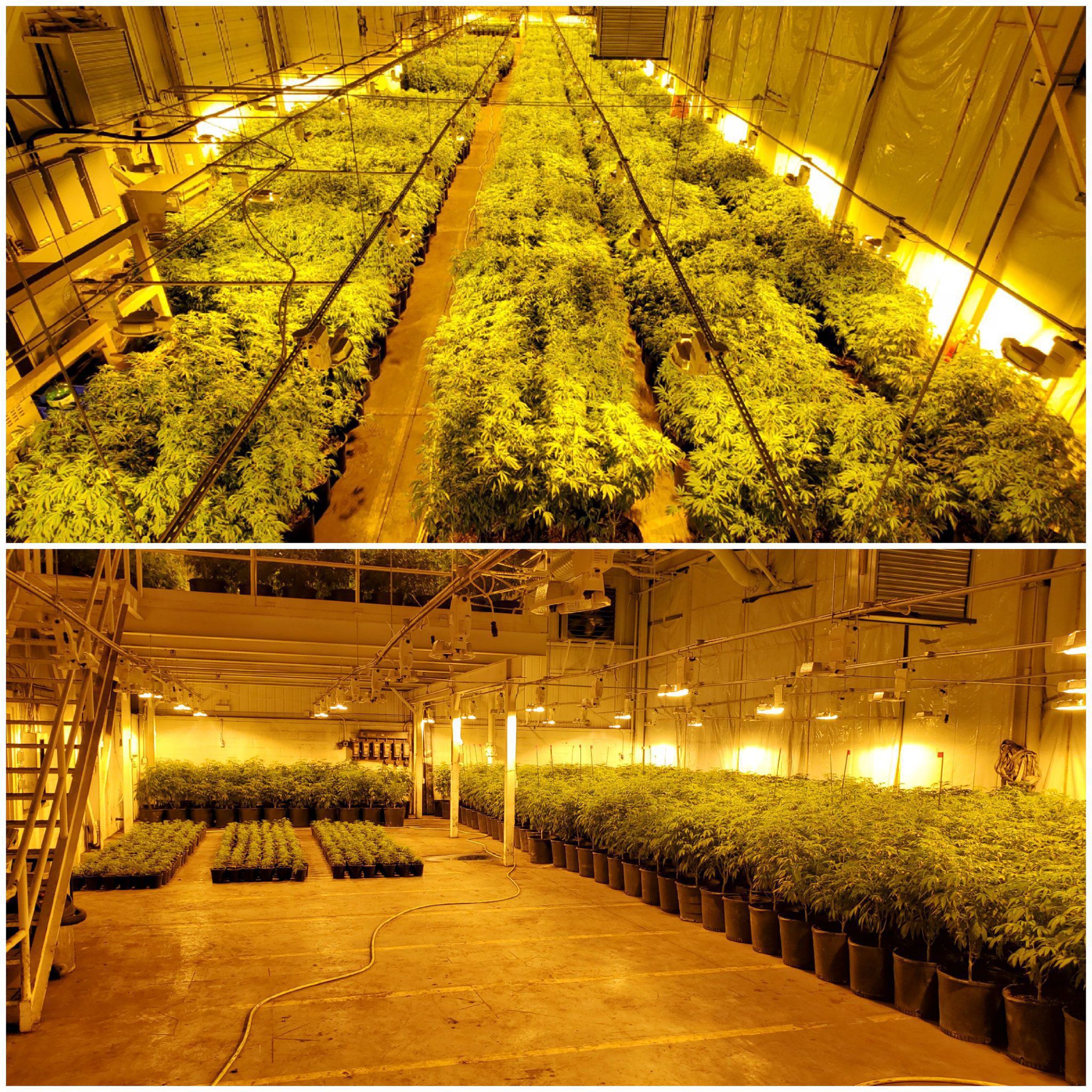 10 charged in seizure of 9700 cannabis plants in Tillsonburg