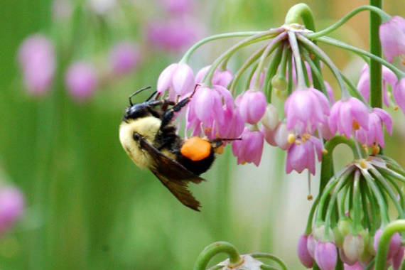 Eco gardens, a growing green initiative in the Kootenays