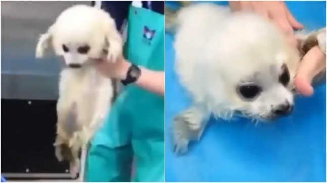 Rescued baby seal takes first swimming lesson in cute viral video. Twitter is in love