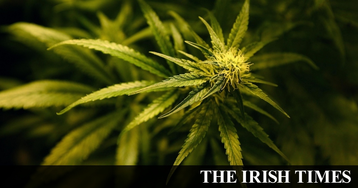 Gardaí seize €200000 worth of cannabis in Dublin