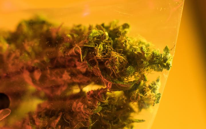 Govt dismisses calls for medicinal cannabis review to be widened