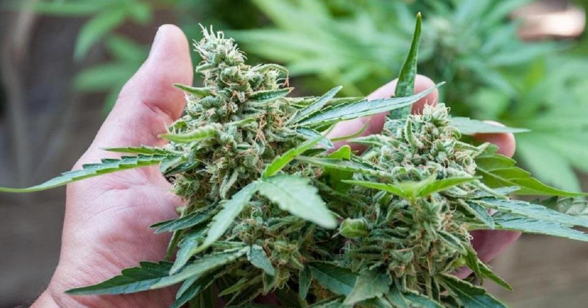 Social workers’ association against legalisation of cannabis