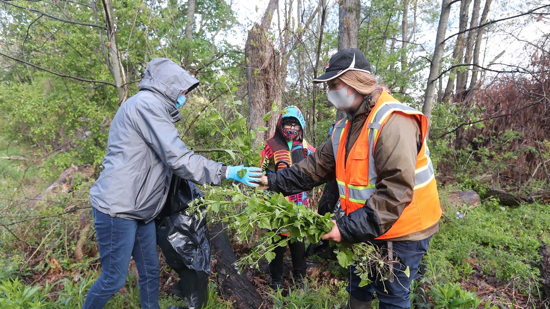 Ohio versus garlic mustard: Green, Put-in-Bay go to battle against invasive plants