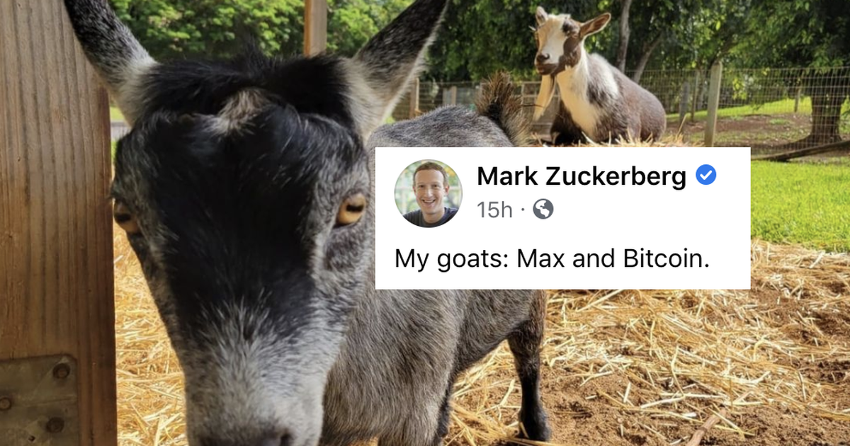 Mark Zuckerberg has a goat named Bitcoin and we’re a little worried for it