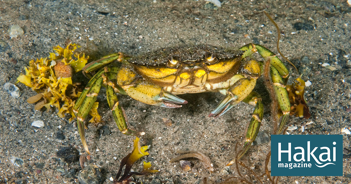 The Bright Side of the Green Crab