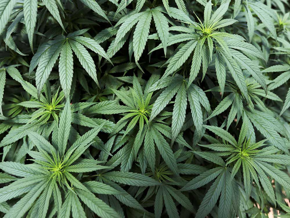 Police bust 4200-plant cannabis operation in Leamington