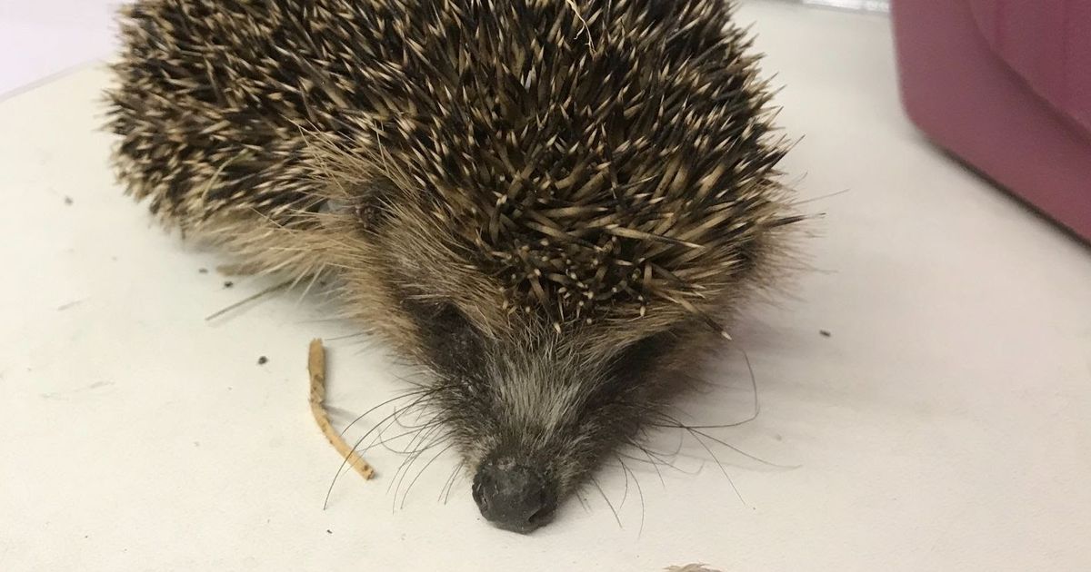 Hedgehog forced to smoke cannabis then thrown in river