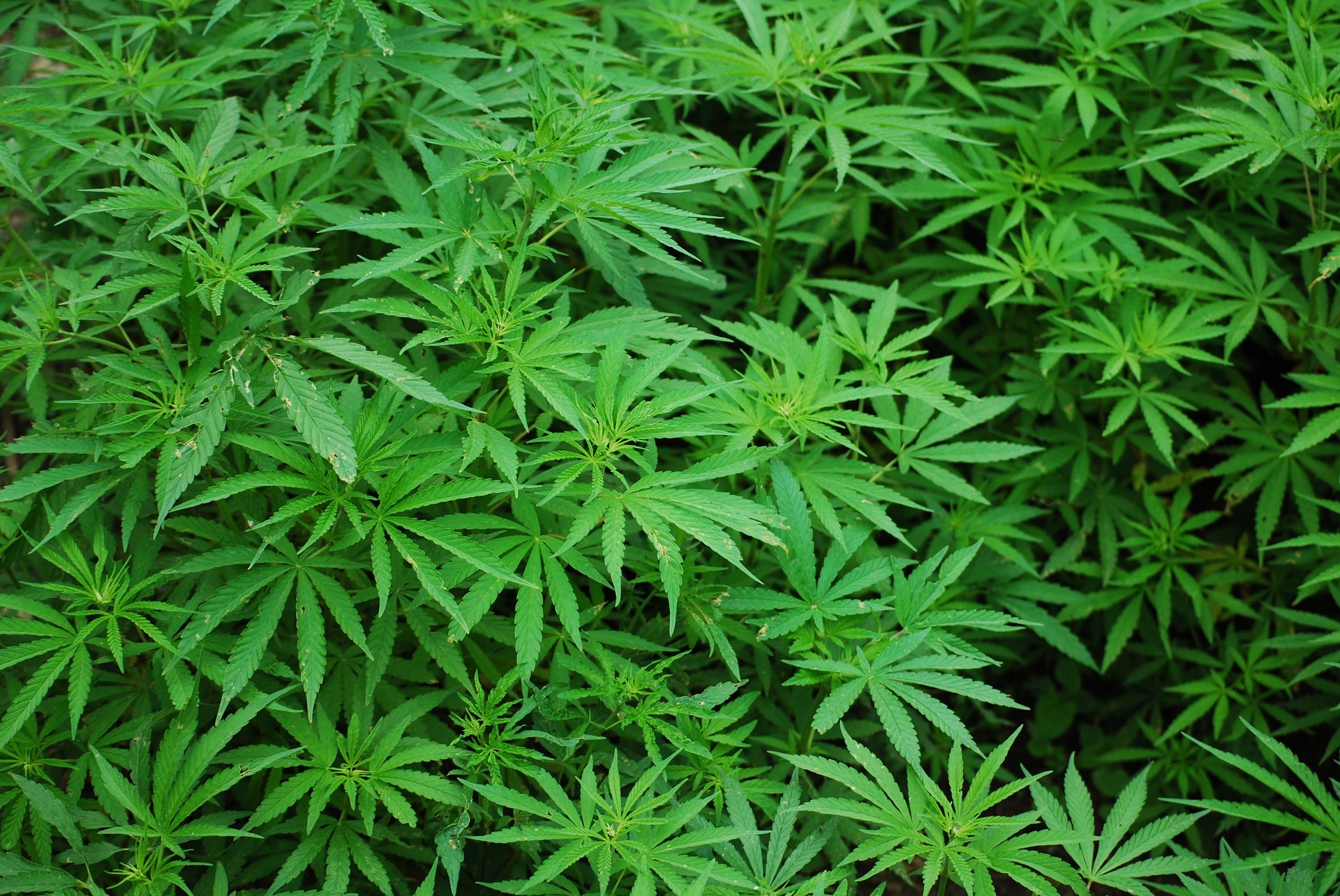 24-year-old fined £80 for growing cannabis in Bradford house