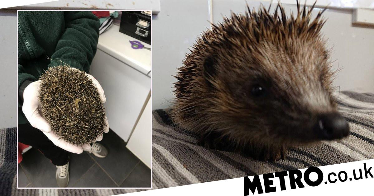 Teens ‘forced hedgehog to inhale cannabis before throwing it in river’