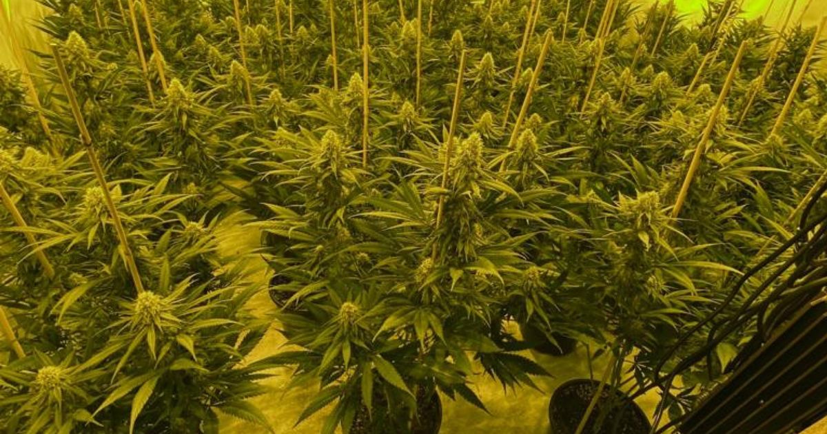 Police bust cannabis factory and seize hundreds of plants during early morning raid