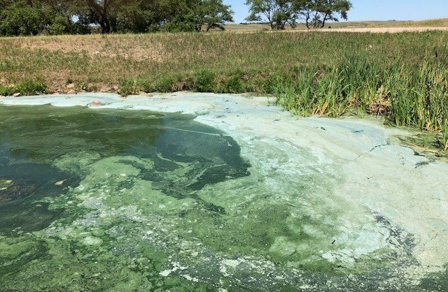 Blue-green algae: Know it. Avoid it. Report it.