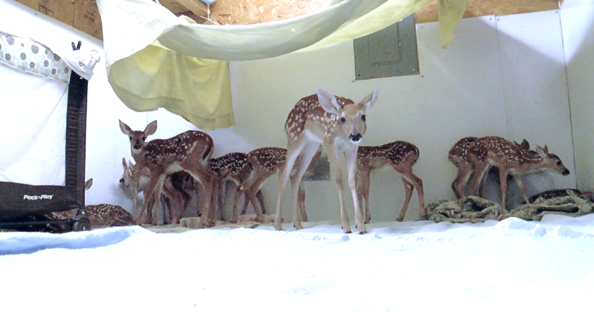 Orphaned fawns overwhelm Green Country animal rescue: ‘Leave fawns alone’