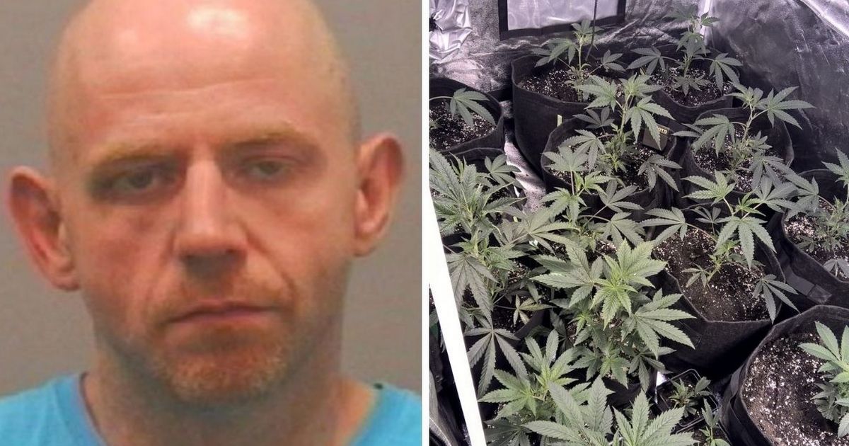 Jarrow cannabis farmer turned his living room into drugs factory