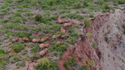 China’s migrating elephant herd shows returning trend