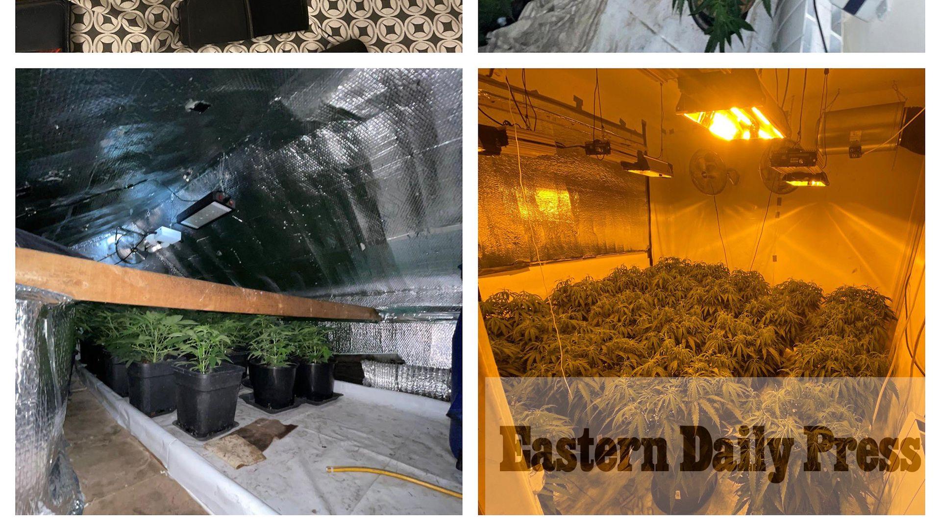 Police find ‘sophisticated’ cannabis farm in house