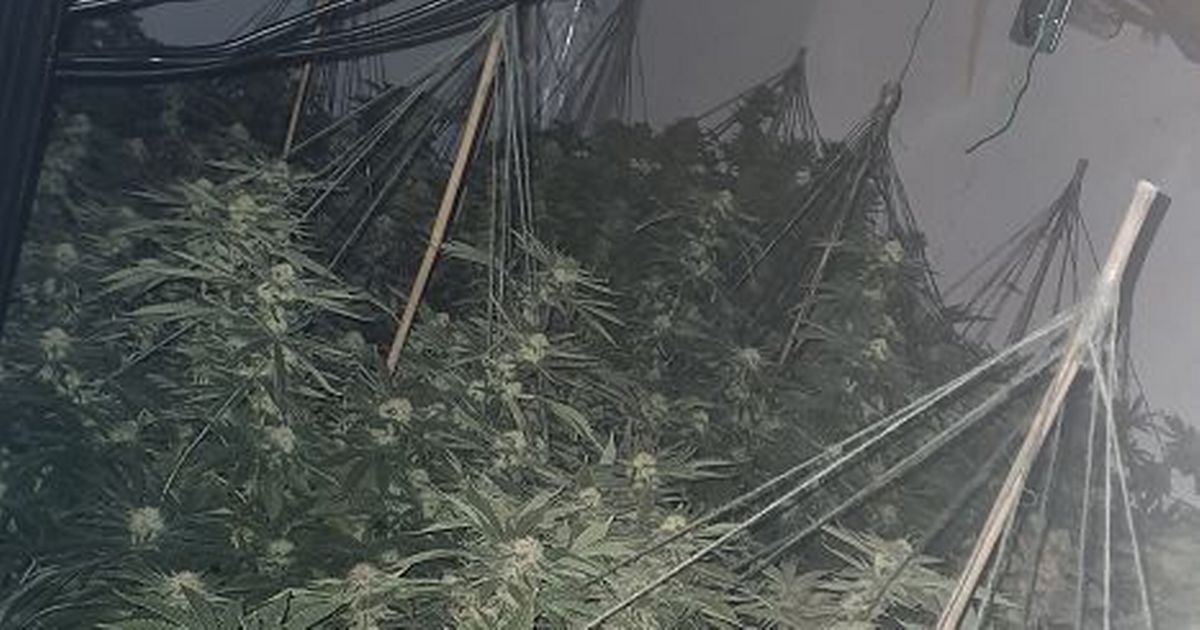 Dozens of cannabis plants seized in raid at Burton property