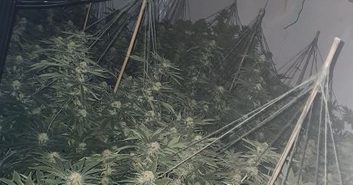 Police shut down Staffordshire cannabis factory during Saturday night raid