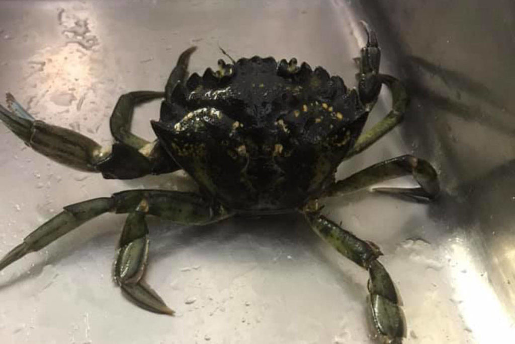 Invasive European Green Crab found in Ladysmith harbour