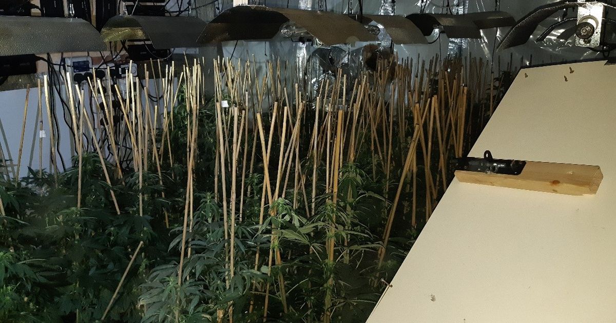 Police storm Borehamwood home to discover cannabis plants worth £150000