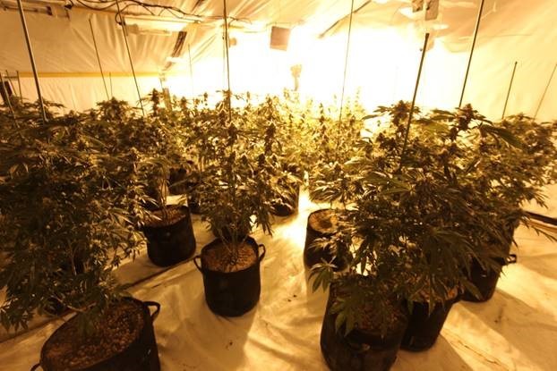 £150000 of cannabis recovered in two Nottingham raids