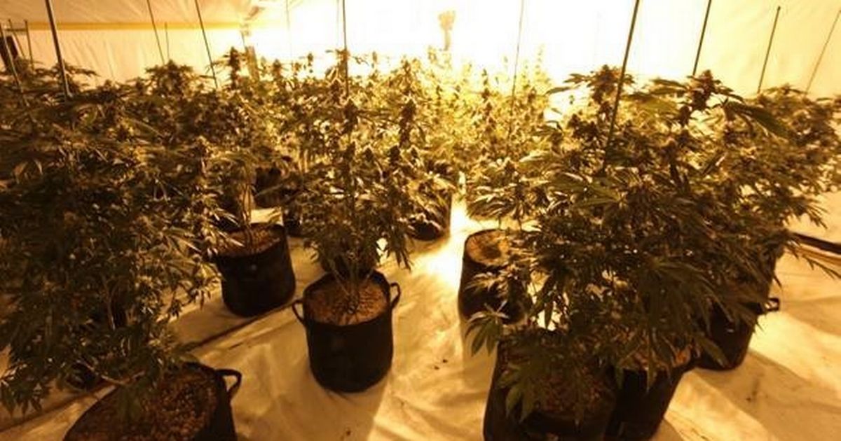 Man found in bed in a dining room as police seize cannabis plants