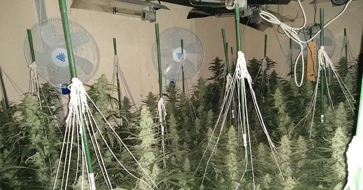 Cannabis farms found next door to each other in city neighbourhood