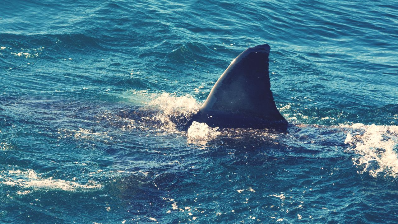 Shark bites 7-year-old girl at North Carolina’s Ocean Isle Beach