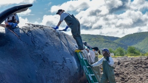 Report on whales in eastern Canadian waters shows troubling trend