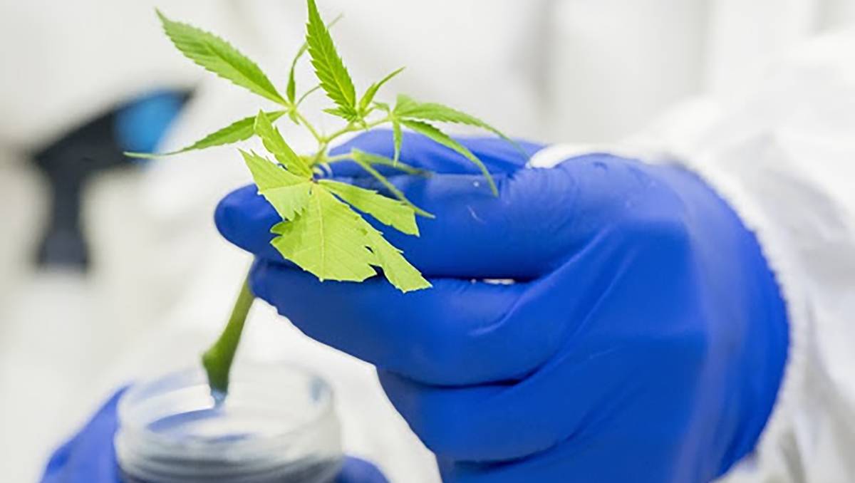 Aussie scientists claim a world first with deep dive into cannabis