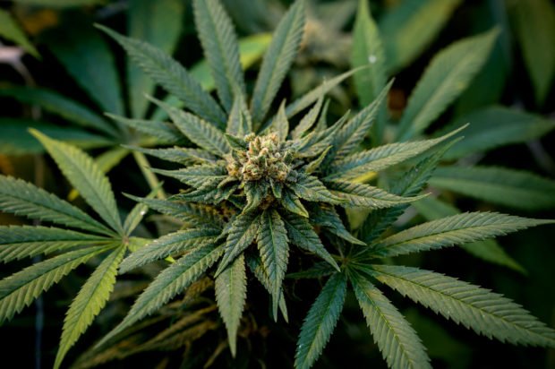 Cannabis first domesticated 12000 years ago–study