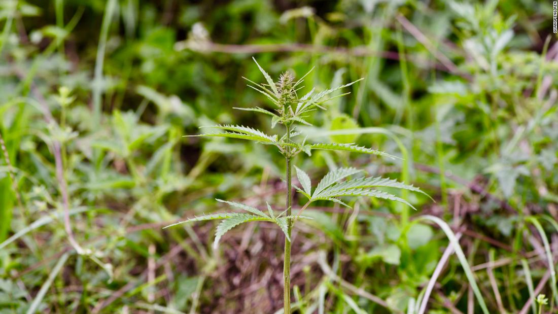 Cannabis may have originated in northwest China, study suggests