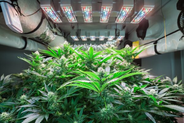 Going green, growing greens: How the cannabis industry is addressing its energy problem …