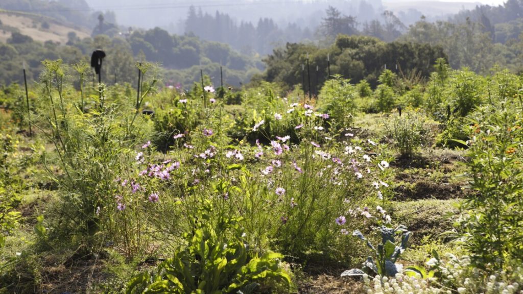 ‘Nature is like a slow-cooked meal’: Regenerative farming brings cannabis, food crops into …