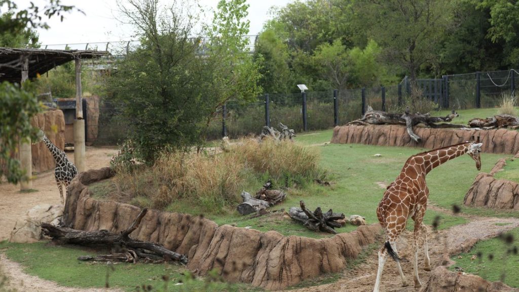 Dallas Zoo suspects two recent giraffe deaths are connected, may have been caused by toxins