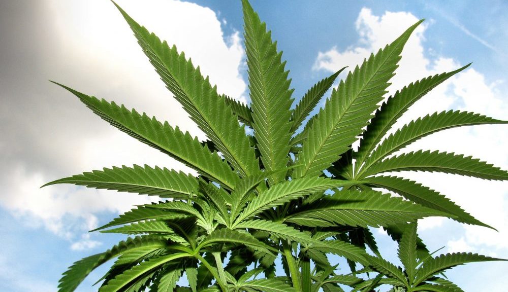 Biden admin can legalize cannabis, congressional report says (Newsletter – Marijuana Moment