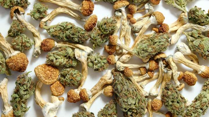 What Happens When You Mix Cannabis With Psychedelics? | IFLScience