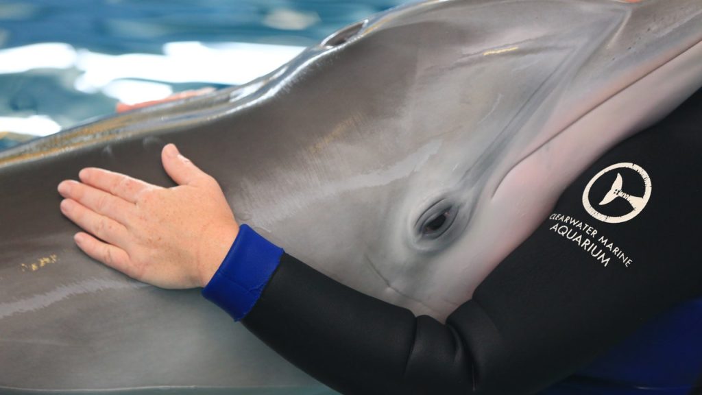 Winter the Dolphin under close watch for possible gastrointestinal infection