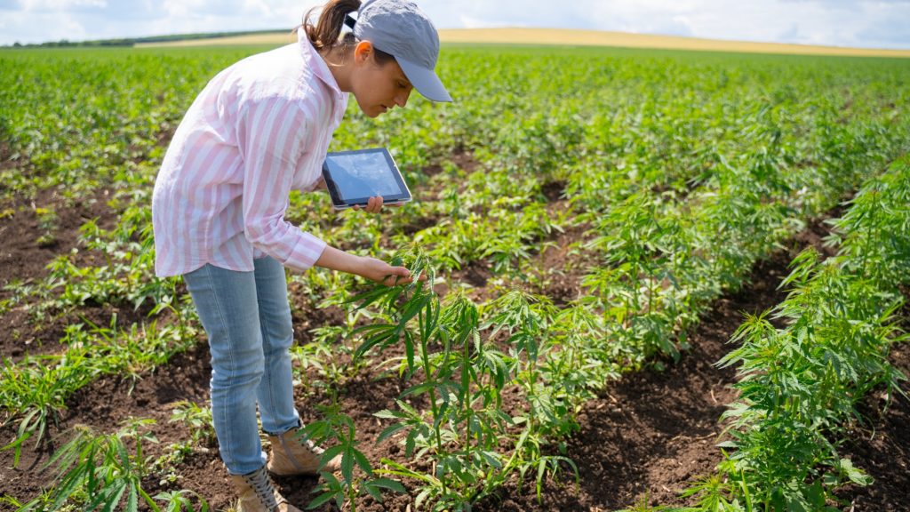 This Troubling News Could Send Pot Stocks Crashing This Week | The Motley Fool