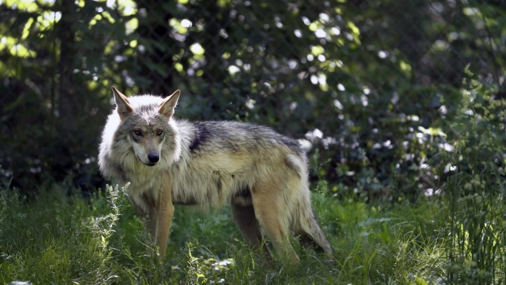 Canadian doc ‘Nature’s Big Year’ shows how wildlife has adapted during the pandemic