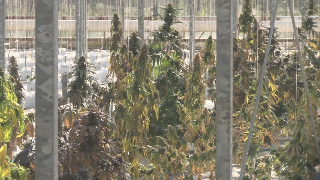 Wheatfield Gardens holds hemp & cannabis tour | wgrz.com