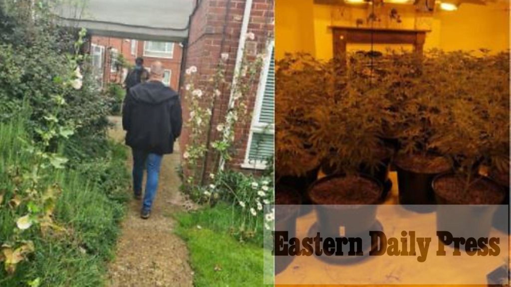 Man discovered at Norwich house with 150 cannabis plants – Eastern Daily Press