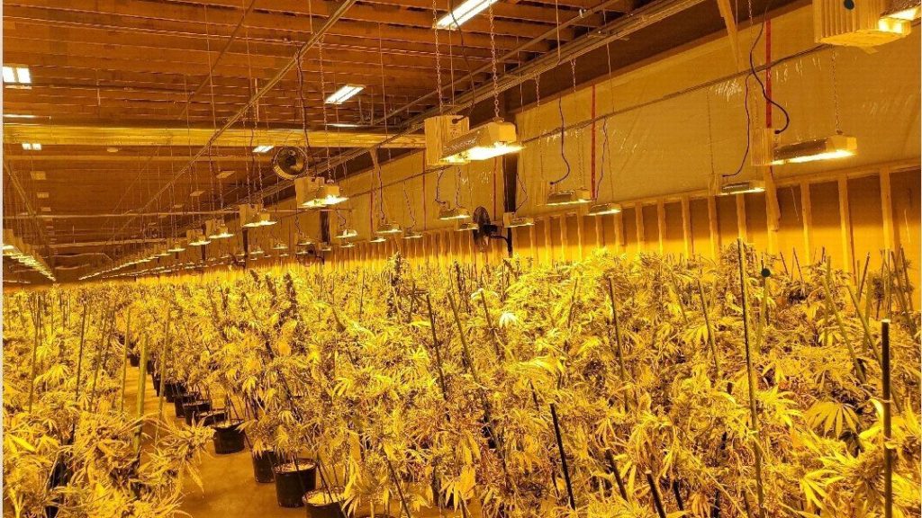 OPP seize 3,700 cannabis plants worth $3.7 million | North Bay Nugget