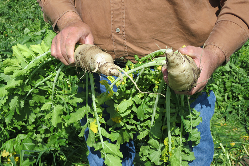 Carbon market considerations for farmers, ranchers – Texas Farm Bureau