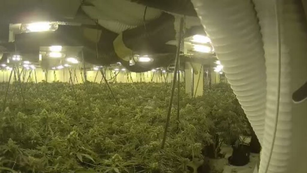 Two sentenced and deported over Blackpool £950,000 cannabis farm – LancsLive