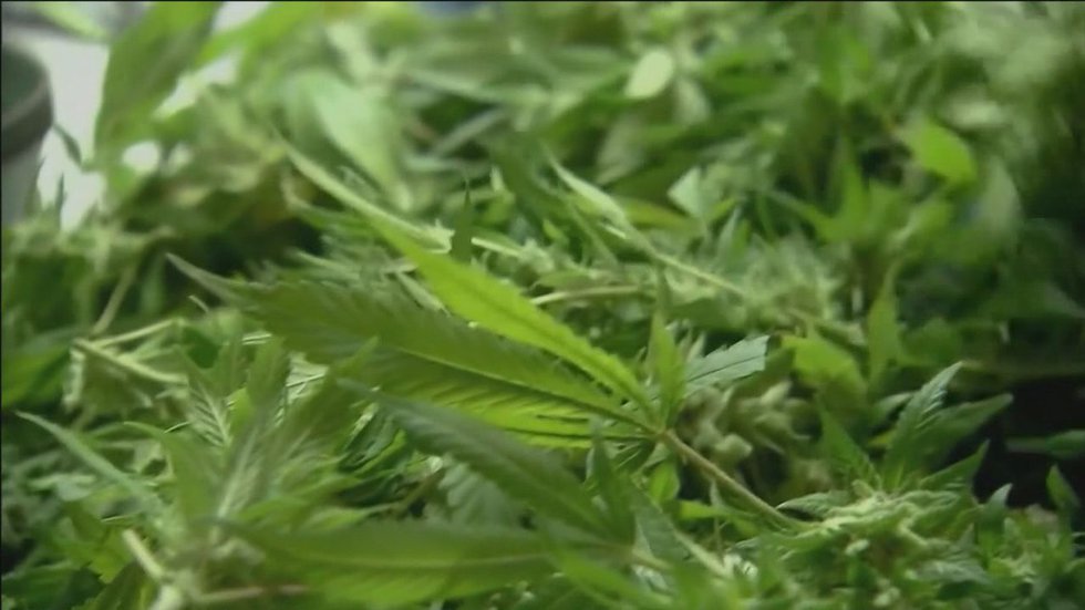 Medical cannabis in West Virginia is slow growing process – WYMT