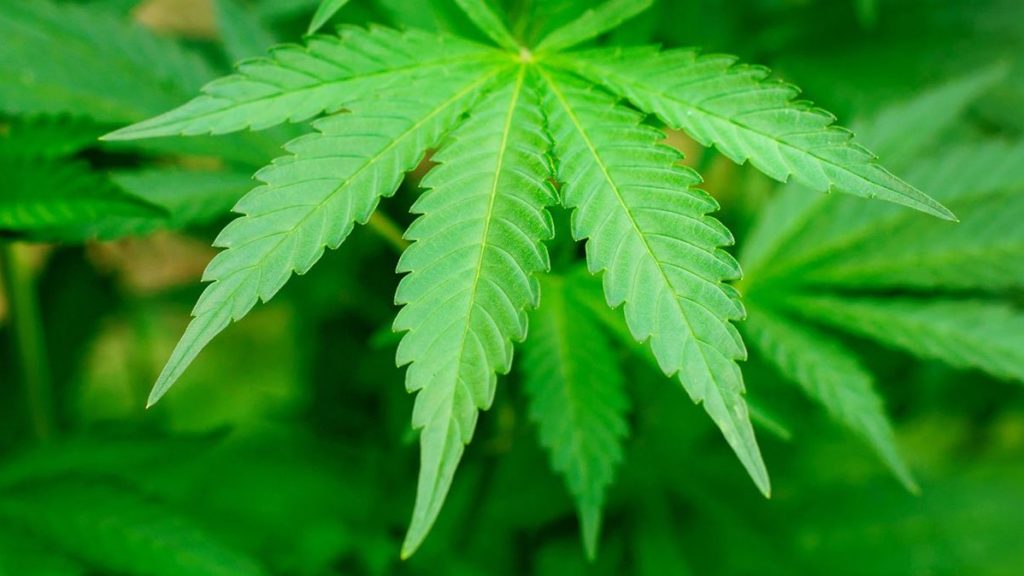 India’s cannabis law is nonsensical, it’s time for ‘Big Bhang’ reform – ThePrint