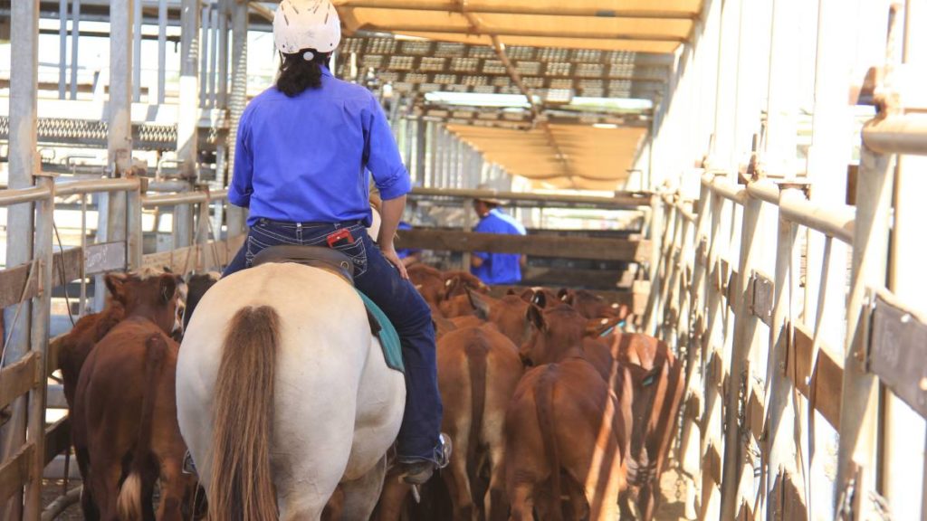 Herd rebuild kicks into top gear | Queensland Country Life