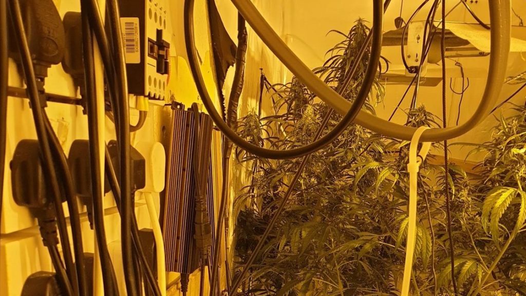 Inside the dangerous Blackpool cannabis factory leaving homes without power – LancsLive